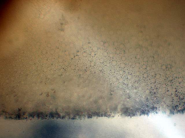 Psathyrella laevissima     (Romagn.)     Singer